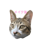 コトラの日常（個別スタンプ：3）