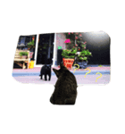 コトラの日常（個別スタンプ：6）