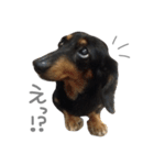 ミニチュアダックスフンドふぅちゃん2（個別スタンプ：11）