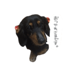 ミニチュアダックスフンドふぅちゃん2（個別スタンプ：13）