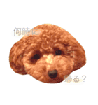 毎日こむぎ（個別スタンプ：7）