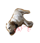 loveco 2（個別スタンプ：13）