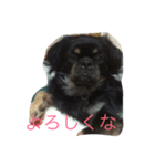ちべたんの日常（個別スタンプ：1）