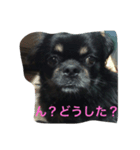 ちべたんの日常（個別スタンプ：5）