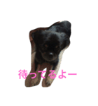 ちべたんの日常（個別スタンプ：8）