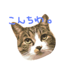 I'm Pelo .（個別スタンプ：1）