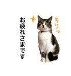 I'm Pelo .（個別スタンプ：5）