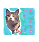 I'm Pelo .（個別スタンプ：7）