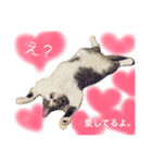 I'm Pelo .（個別スタンプ：11）