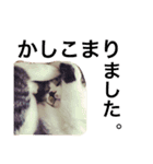I'm Pelo .（個別スタンプ：12）