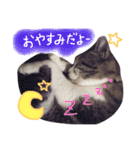 I'm Pelo .（個別スタンプ：13）