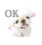ペキニーズ  ペコ×ニコ（個別スタンプ：1）