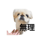 ペキニーズ  ペコ×ニコ（個別スタンプ：3）