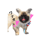 ペキニーズ  ペコ×ニコ（個別スタンプ：4）