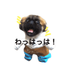 ペキニーズ  ペコ×ニコ（個別スタンプ：8）