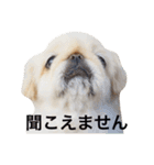 ペキニーズ  ペコ×ニコ（個別スタンプ：11）