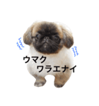 ペキニーズ  ペコ×ニコ（個別スタンプ：12）