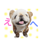 ペキニーズ  ペコ×ニコ（個別スタンプ：15）