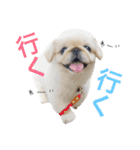 ペキニーズ  ペコ×ニコ（個別スタンプ：19）