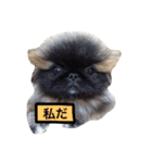 ペキニーズ  ペコ×ニコ（個別スタンプ：21）