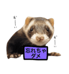 ペキニーズ  ペコ×ニコ（個別スタンプ：24）