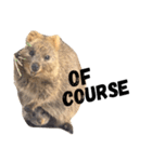 Real Quokka stickers（個別スタンプ：2）