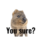 Real Quokka stickers（個別スタンプ：3）