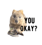 Real Quokka stickers（個別スタンプ：6）