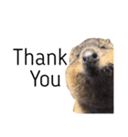 Real Quokka stickers（個別スタンプ：7）