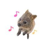 Real Quokka stickers（個別スタンプ：8）