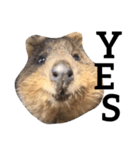 Real Quokka stickers（個別スタンプ：9）