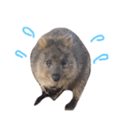 Real Quokka stickers（個別スタンプ：10）