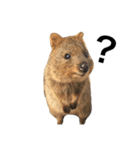 Real Quokka stickers（個別スタンプ：11）