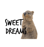 Real Quokka stickers（個別スタンプ：15）