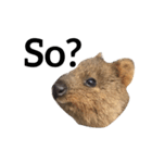 Real Quokka stickers（個別スタンプ：16）