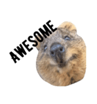 Real Quokka stickers（個別スタンプ：17）