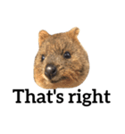 Real Quokka stickers（個別スタンプ：20）