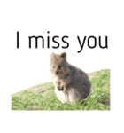 Real Quokka stickers（個別スタンプ：21）