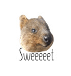 Real Quokka stickers（個別スタンプ：22）