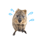 Real Quokka stickers（個別スタンプ：26）