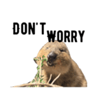 Real Quokka stickers（個別スタンプ：29）