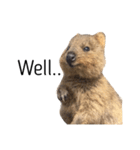 Real Quokka stickers（個別スタンプ：31）