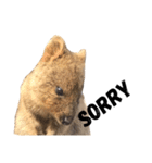 Real Quokka stickers（個別スタンプ：32）