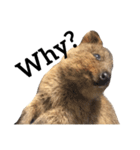 Real Quokka stickers（個別スタンプ：34）