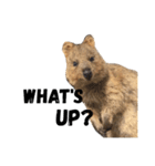 Real Quokka stickers（個別スタンプ：36）