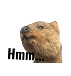 Real Quokka stickers（個別スタンプ：37）