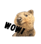 Real Quokka stickers（個別スタンプ：38）