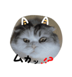 にゃんこ、テンとククルの第2弾（個別スタンプ：1）