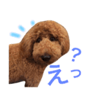 スタンダードプードルのもこちゃん（個別スタンプ：3）
