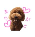 スタンダードプードルのもこちゃん（個別スタンプ：9）